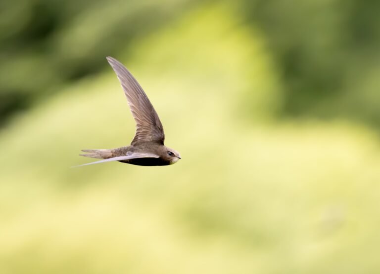 Swift for Visual Studio Code comes to Open VSX Registry